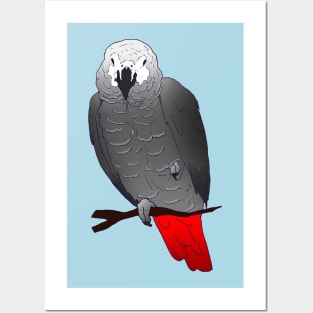 African Grey Parrot Perching and Sleeping on a Branch Posters and Art